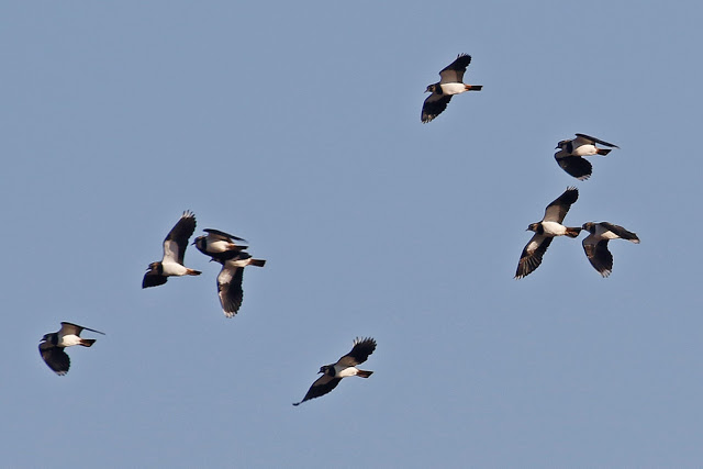 010 Lapwings 2.jpg