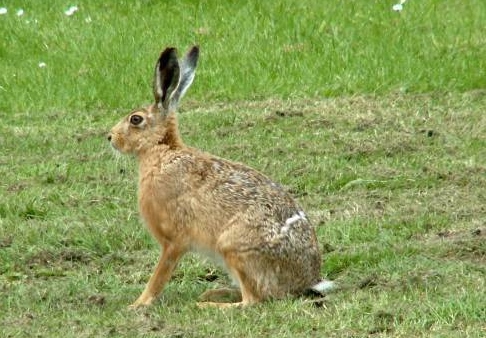 b134 hare.jpg