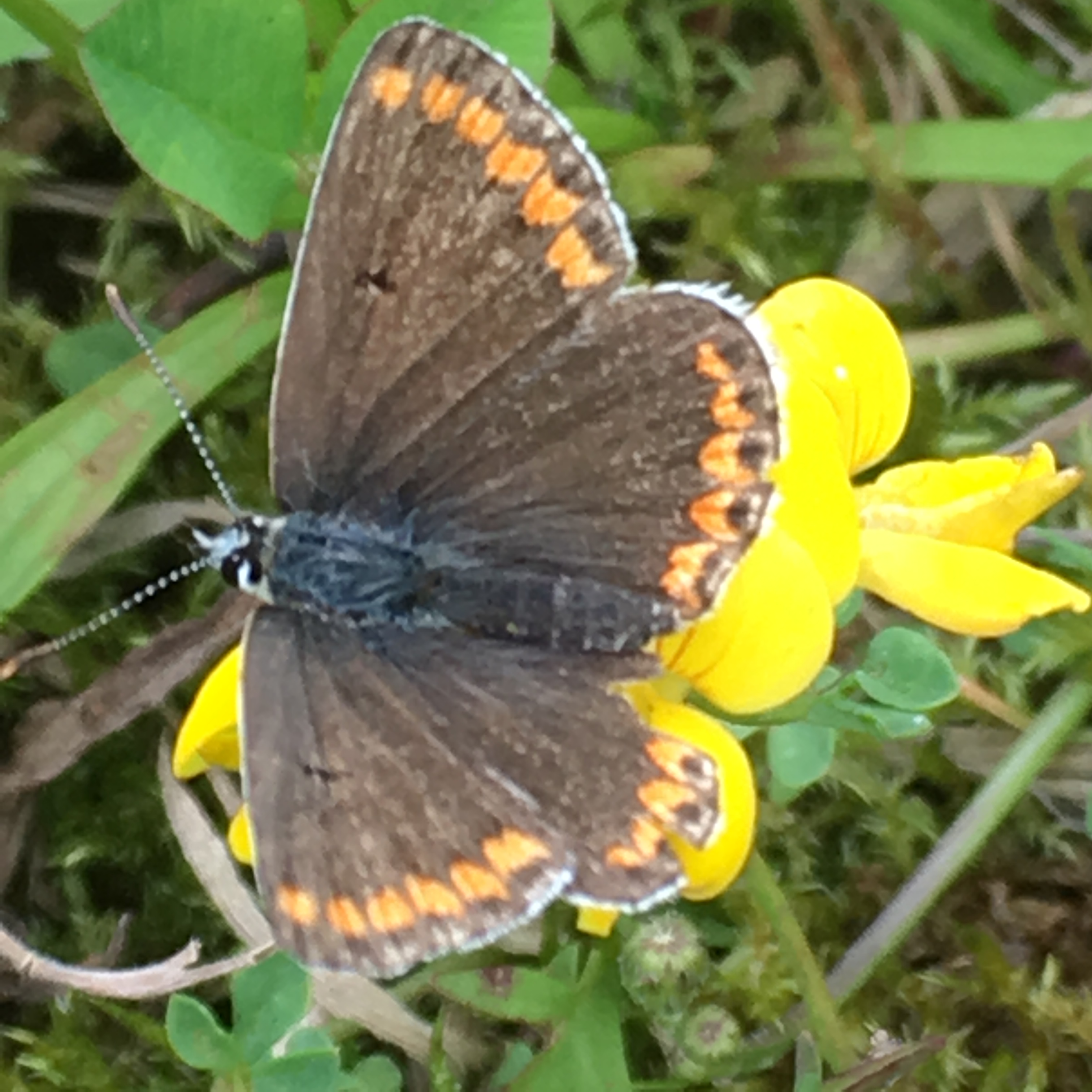 Brown Argus.JPG