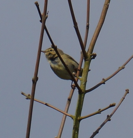 Chiff Mells Down.JPG