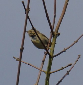 Chiff Mells Down.JPG