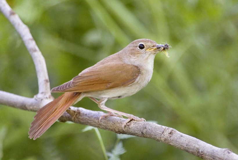 Common Nightingale Edmund Fellowes BTO.jpg