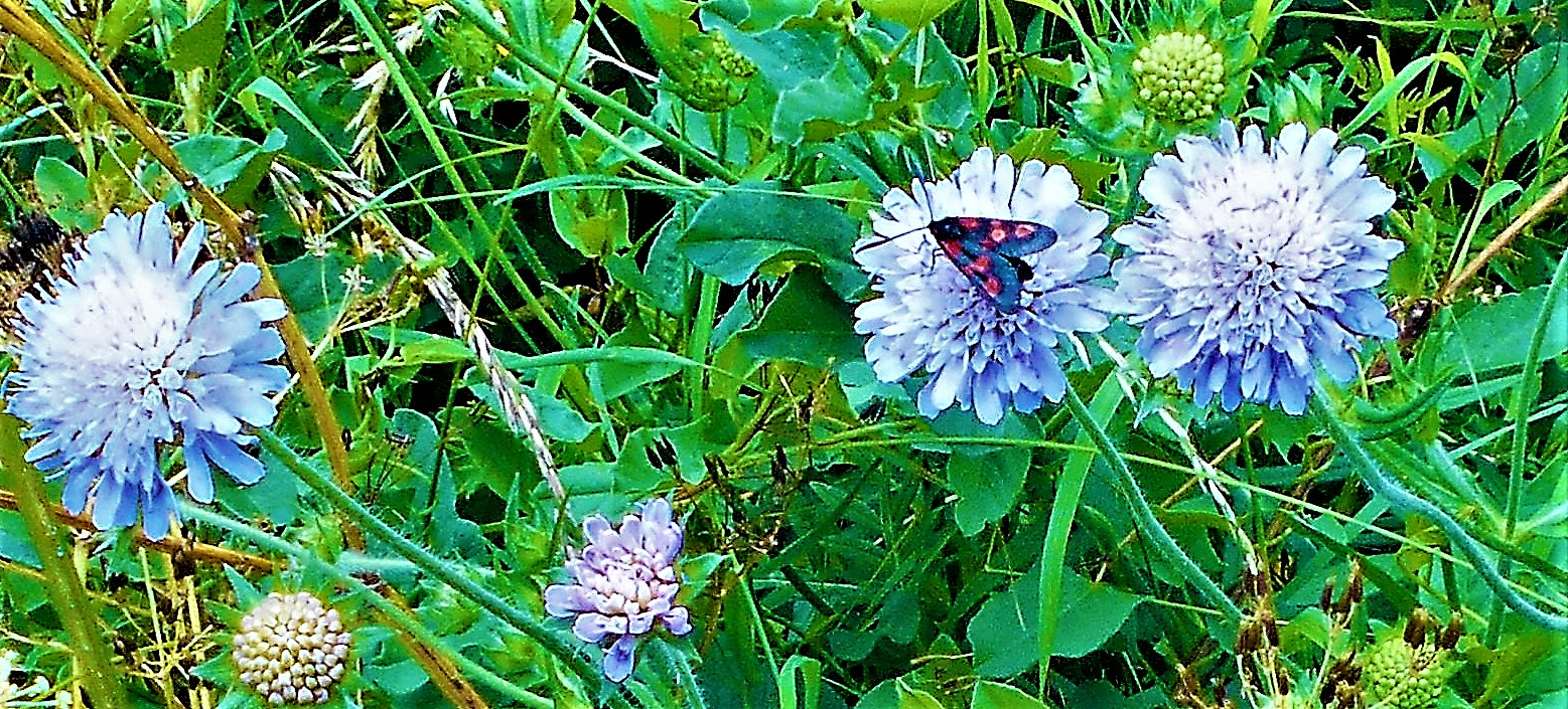 DSCN7156 (2) - Copy.jpg