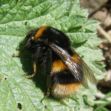 med-Bee (Bombus Terestris) Granitethorpe Sapcote SP 4944 9358 (taken 8.4.2010)..JPG
