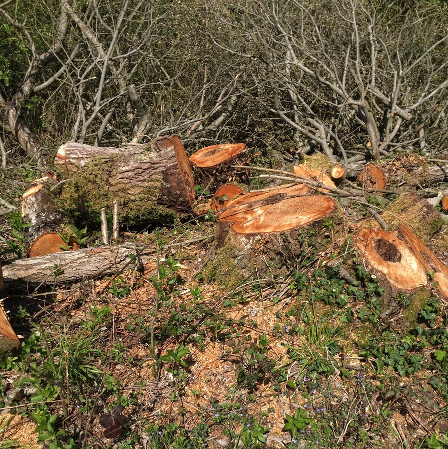 nightingale habitat.jpg