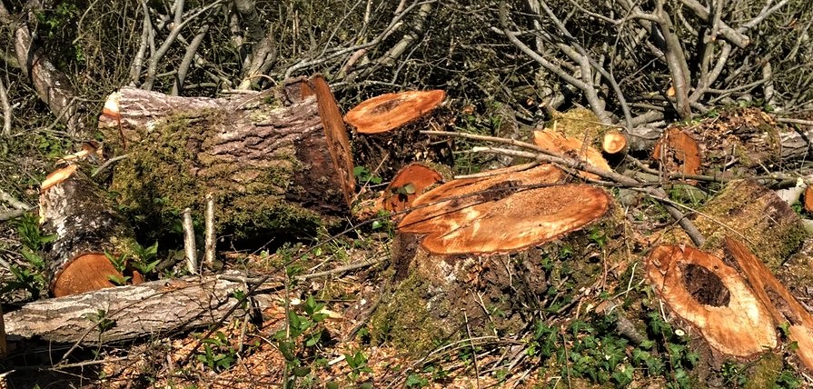 nightingale habitat 2.jpg