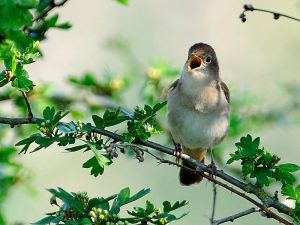 Nightingale Kev Chapman.jpg