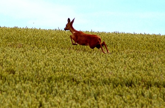 roe deer.jpg