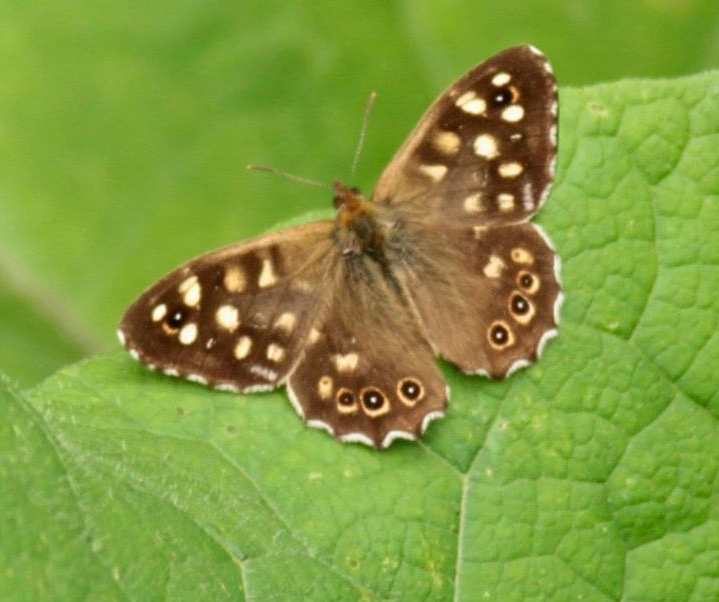 speckled wood.jpg