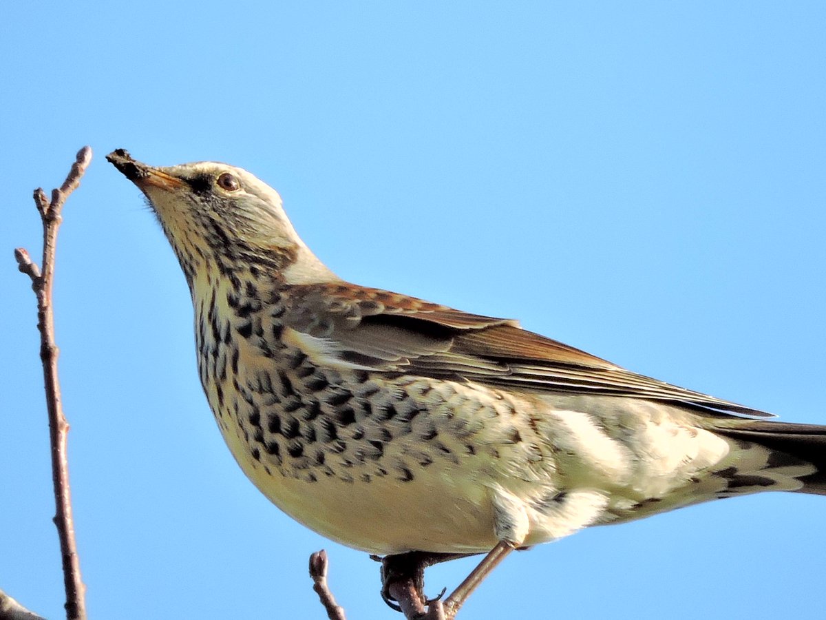 Fieldfare  - John Hansford.jpg