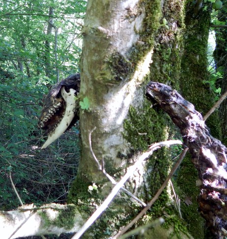 colliers way 15.5.2018 008.JPG