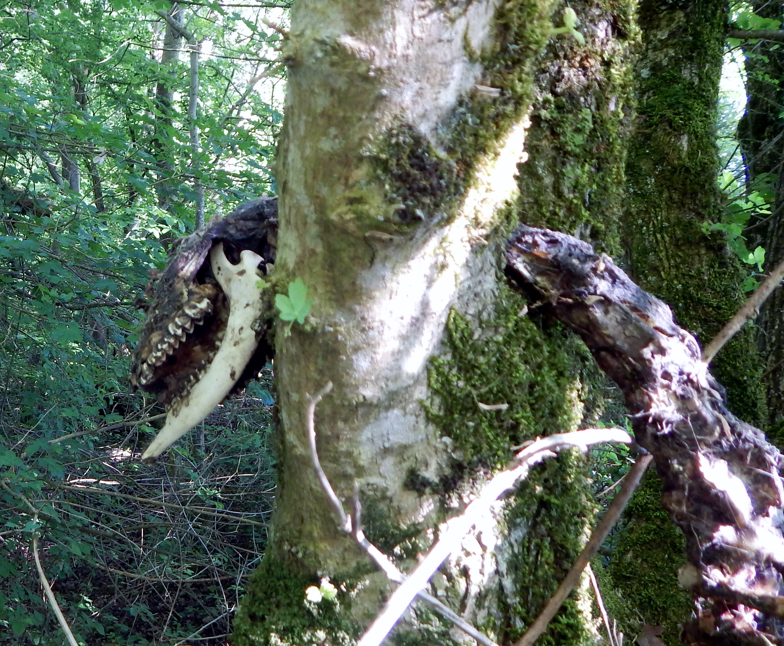 colliers way 15.5.2018 008.JPG