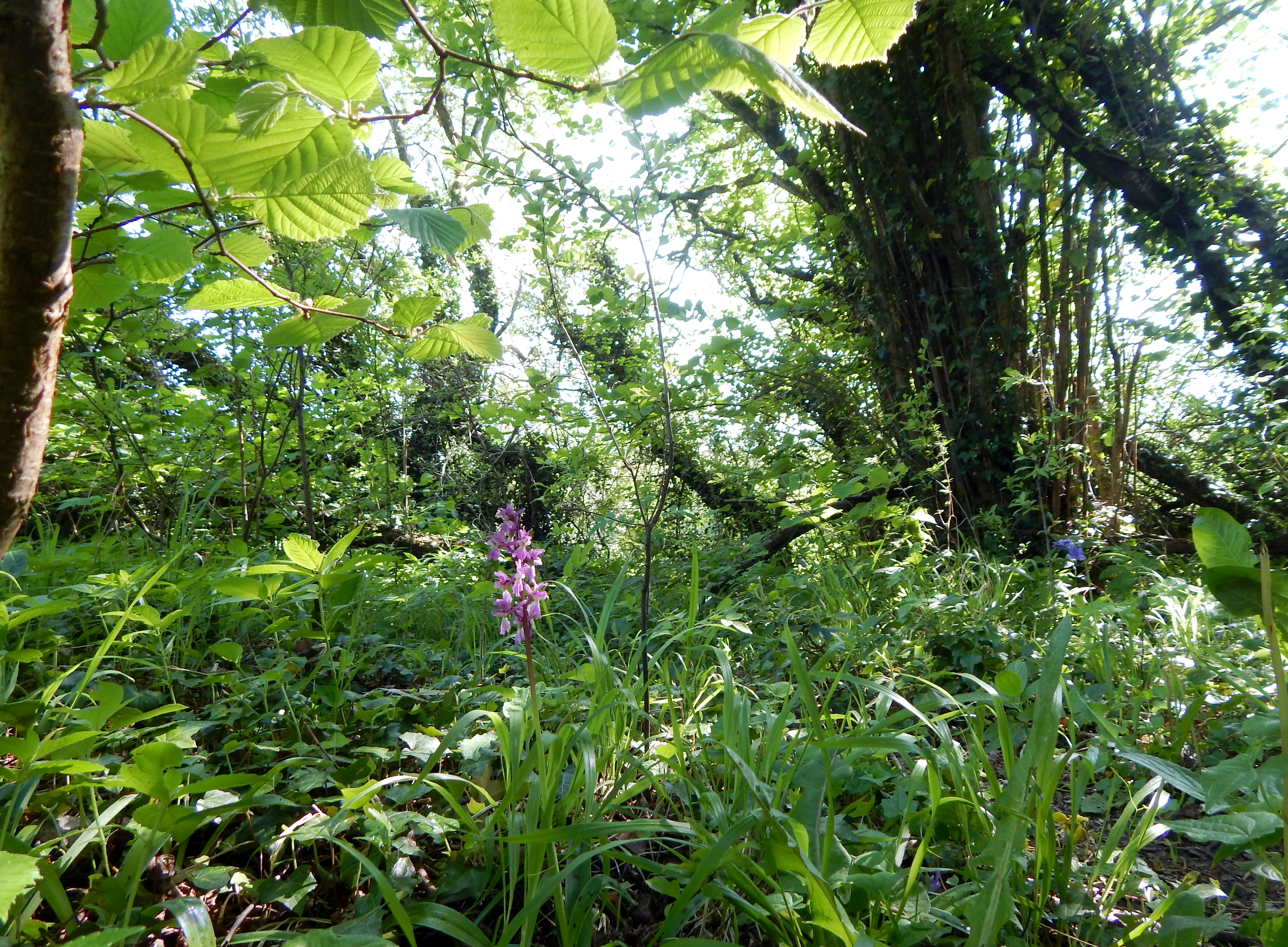 colliers way 15.5.2018 019.JPG