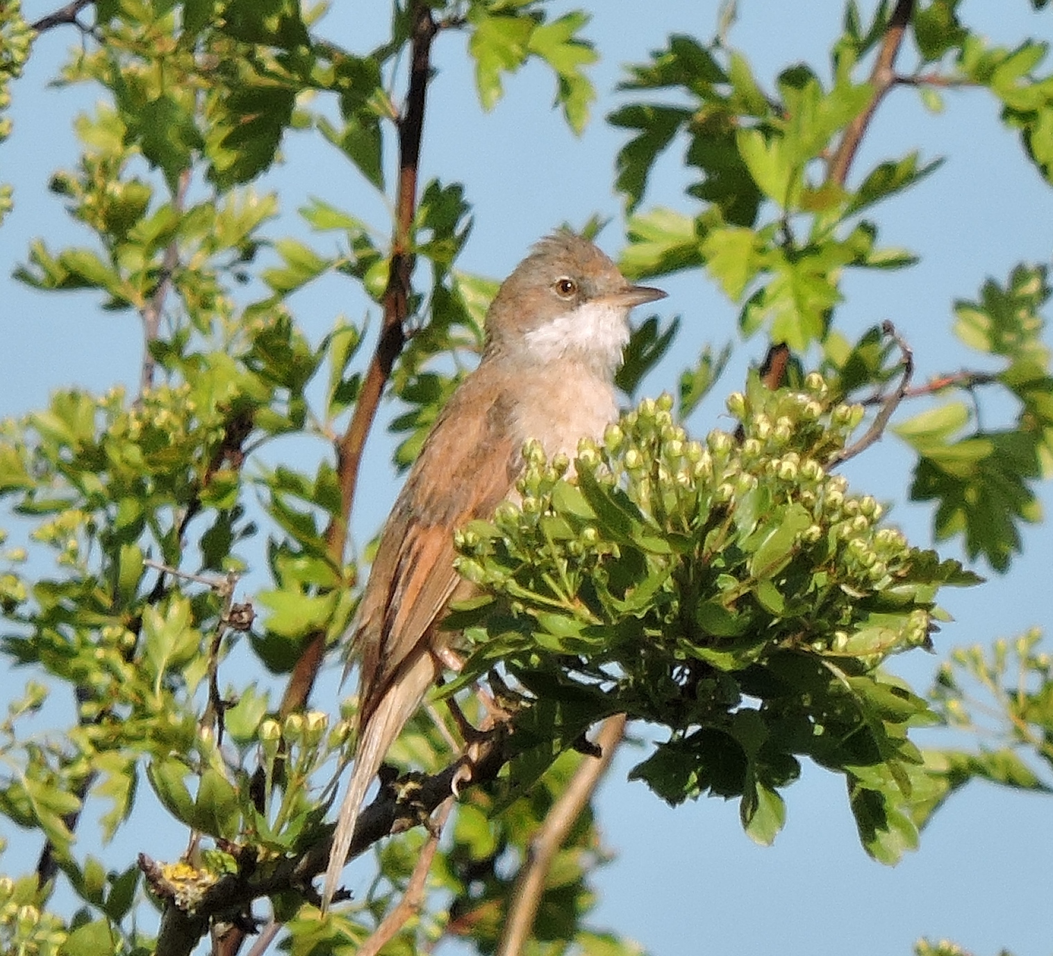Common Whitethroat.JPG