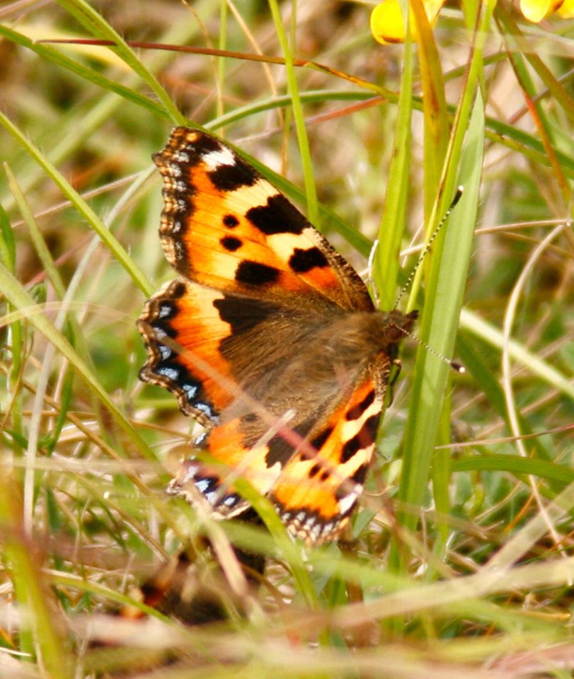 tortoiseshell butterfly.jpg