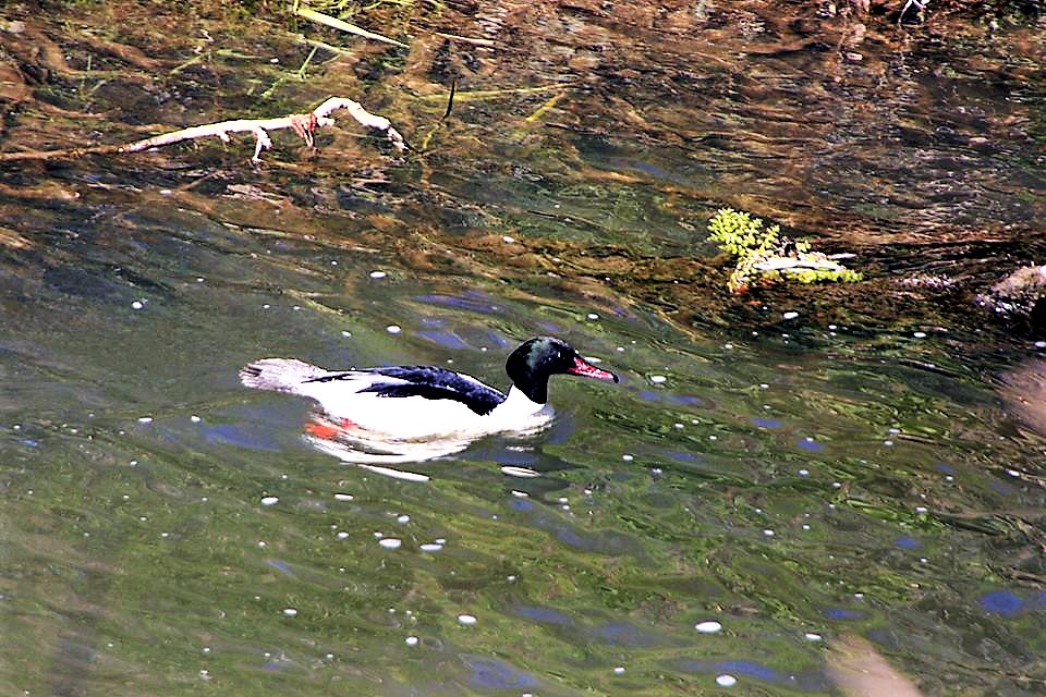male goosander.jpg