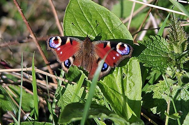 peacock butterfly.jpg