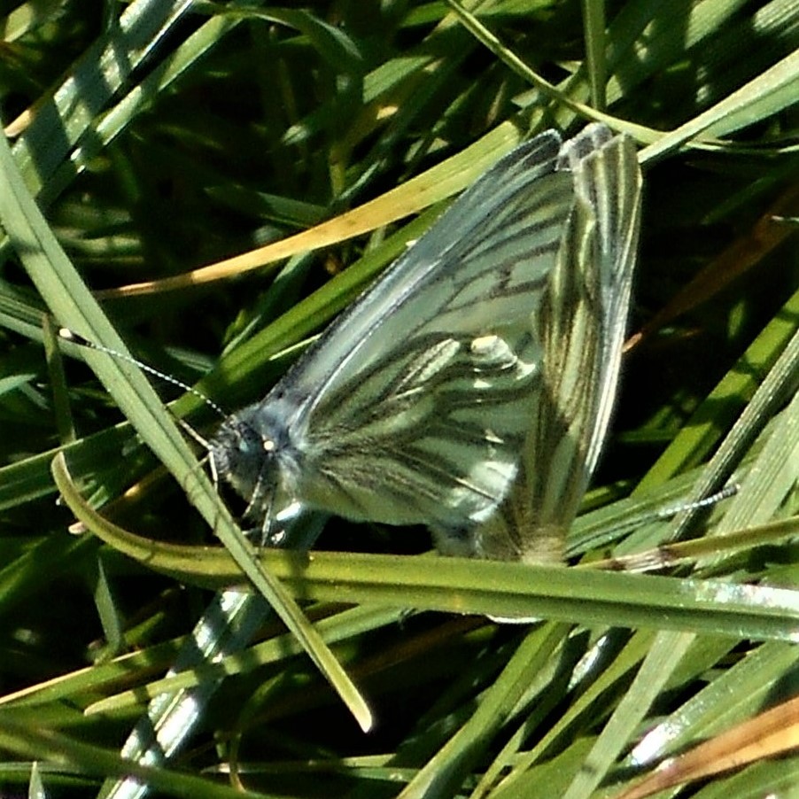 DSCN6508 (5) - Copy - Copy.jpg