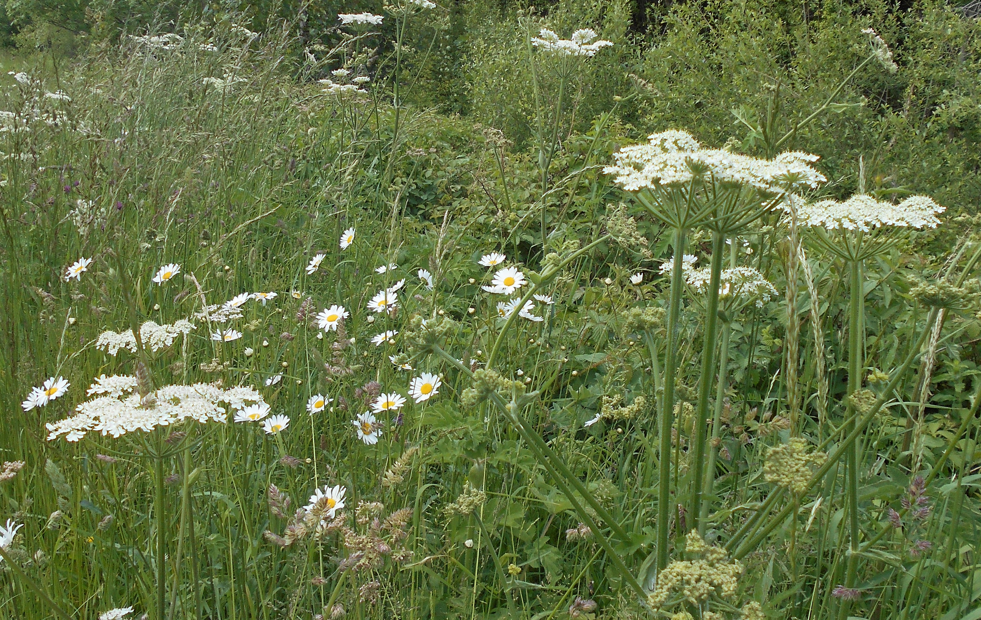 DSCN6882 (2) - Copy.JPG