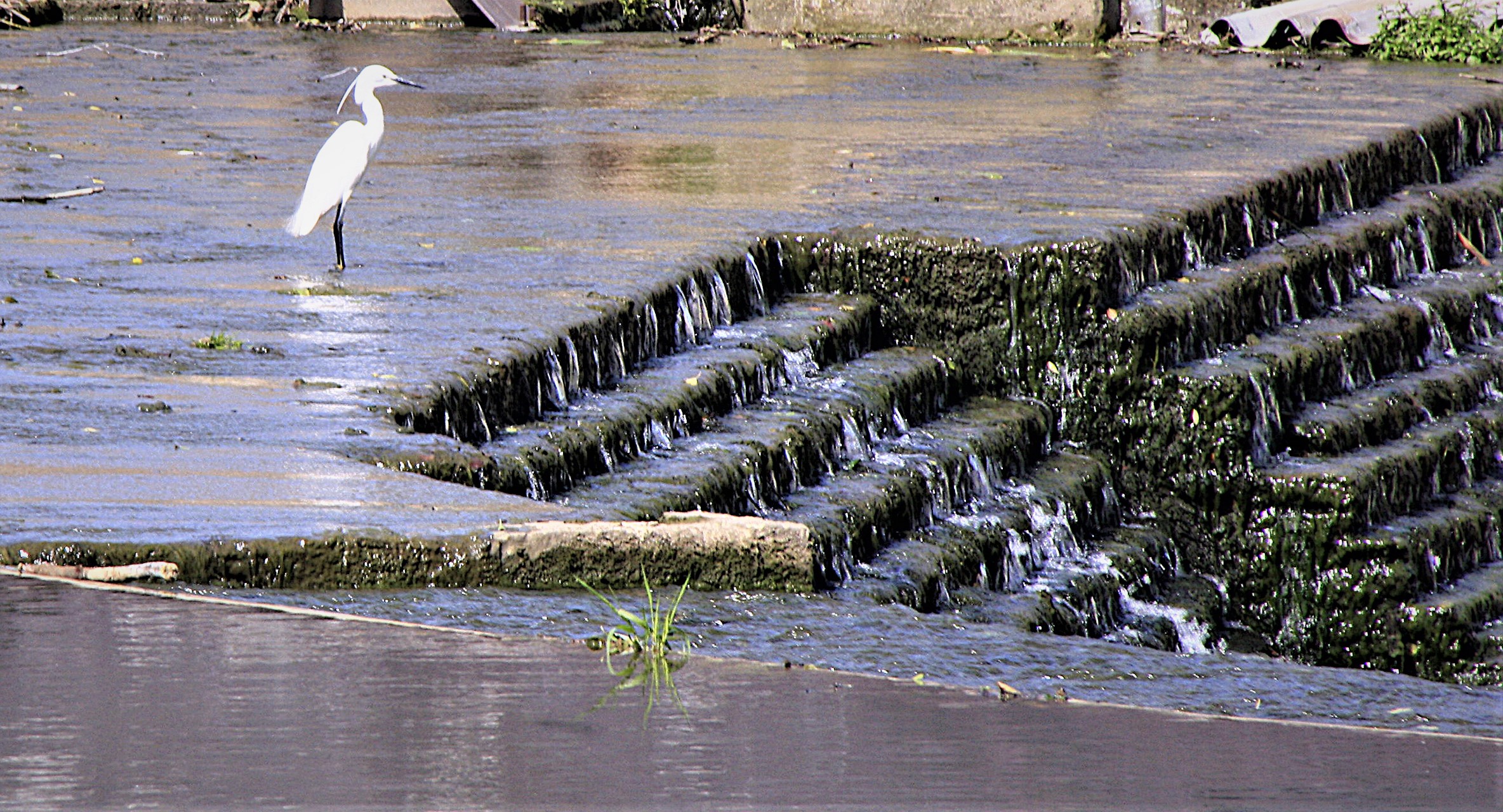 Lullington Jun 2019 085.jpg