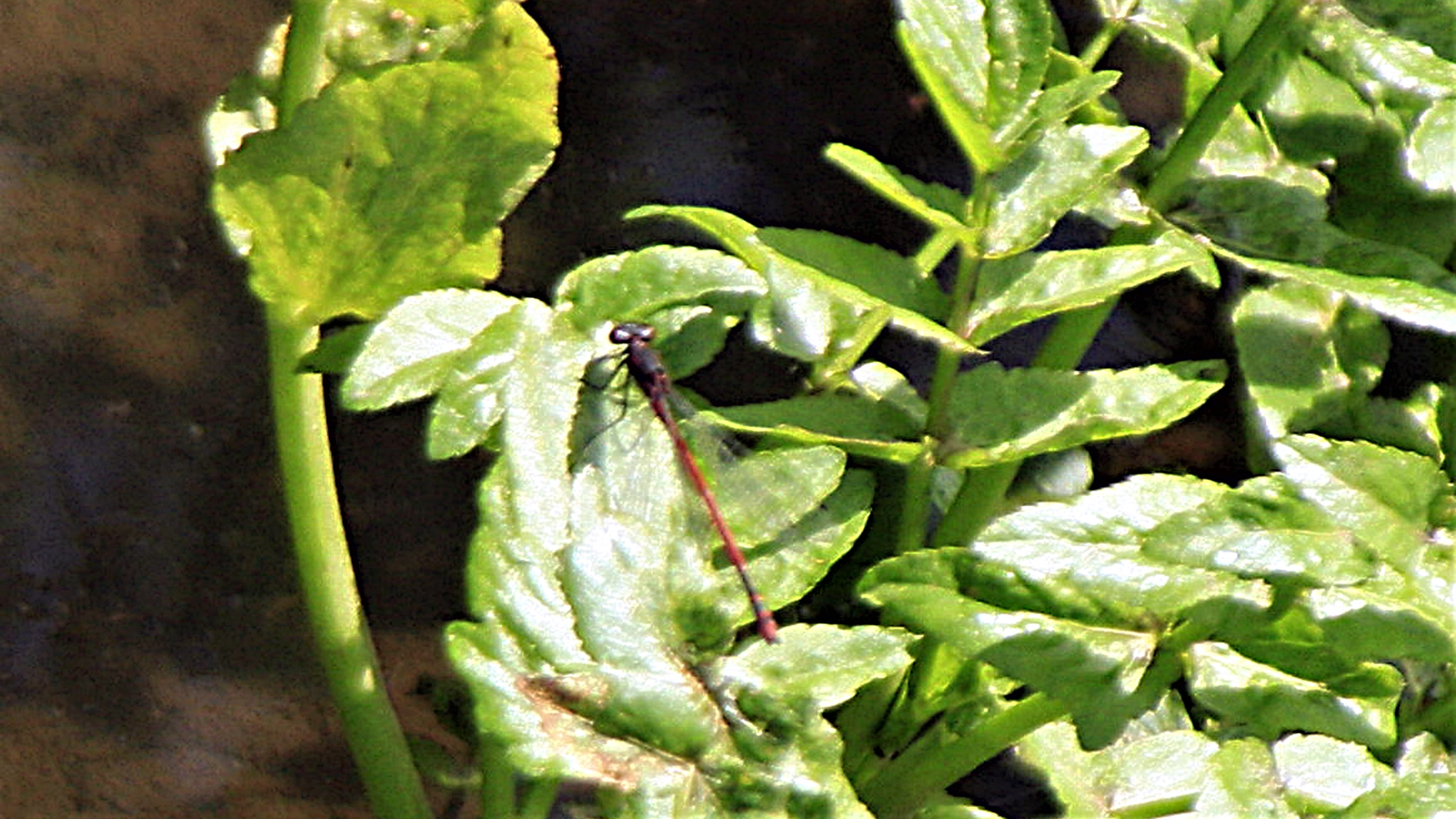 Lullington Jun 2019 003.jpg