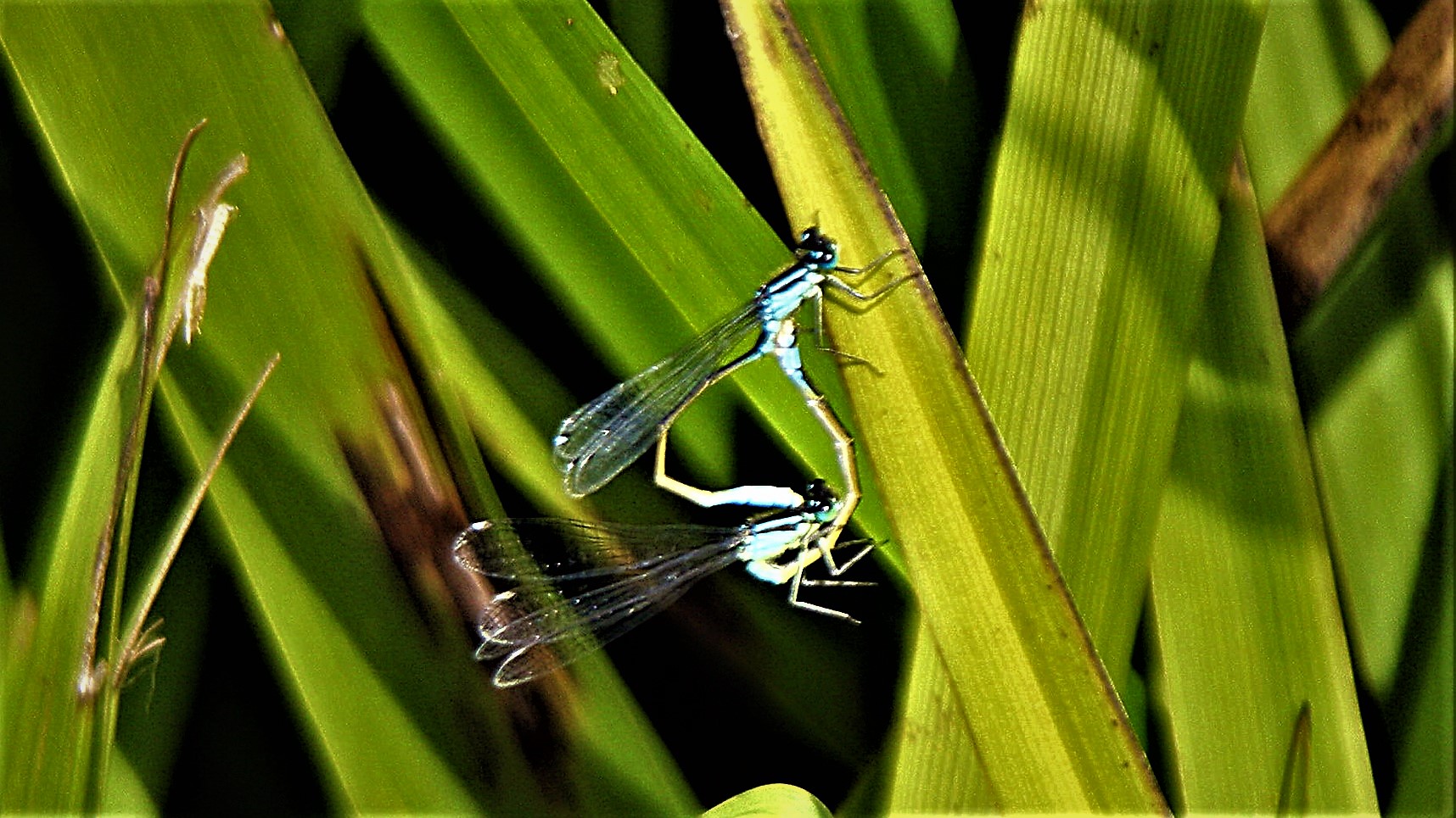 Lullington Jun 2019 031 (2).jpg