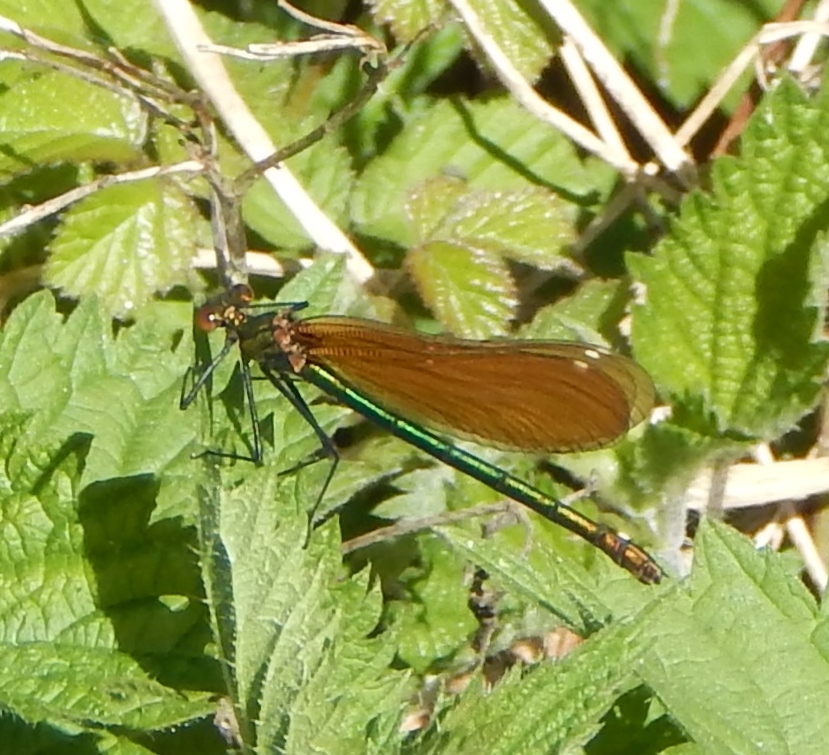 River Frome, 14.05.2018 010.JPG