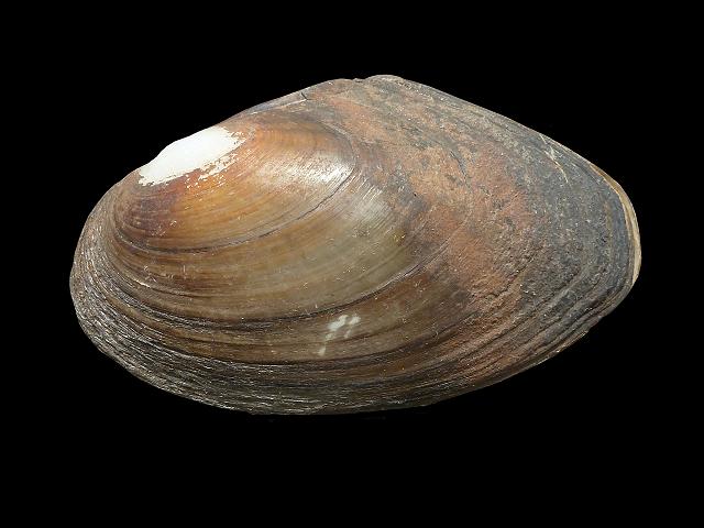 bivalve_pseudanodonta_complanata_13-07-12_1.jpg