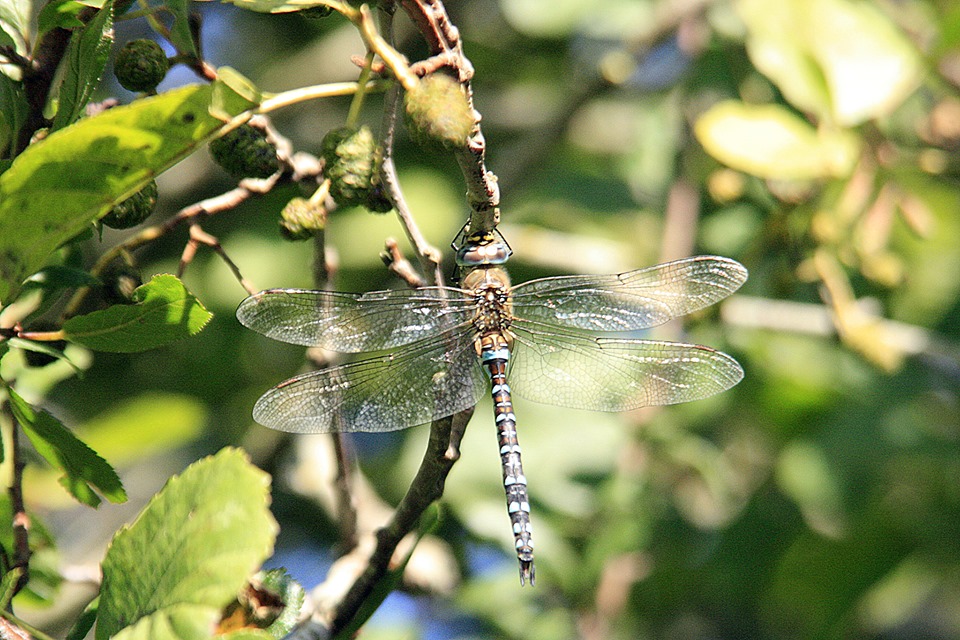 Southern Hawker - Becca.jpg