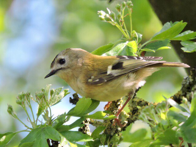Goldcrest.jpg