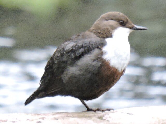 Dipper - John Hansford.jpg