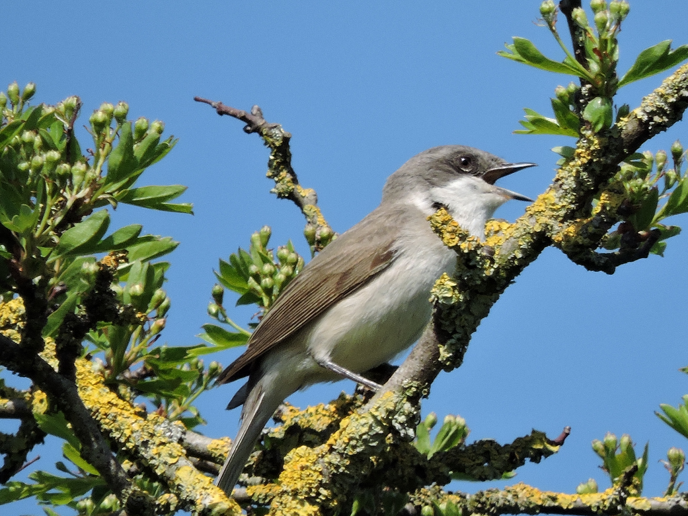 Lesser Whitethroat 2.JPG