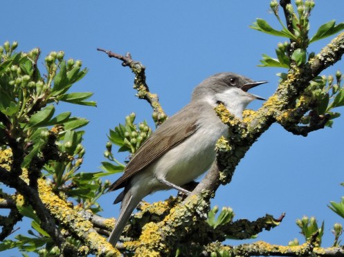 Lesser Whitethroat 2.JPG