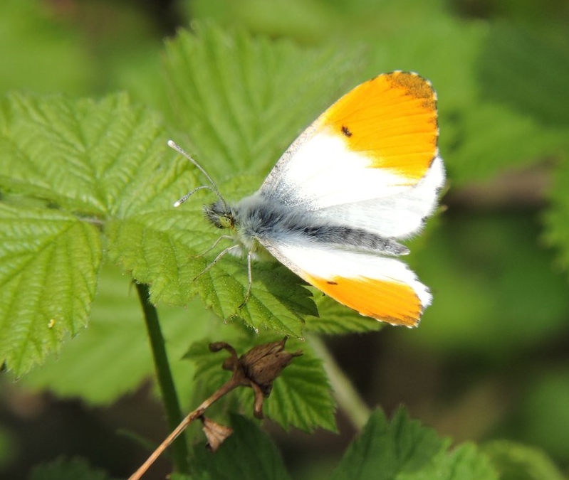orange tip April 2018- john hansford.jpg