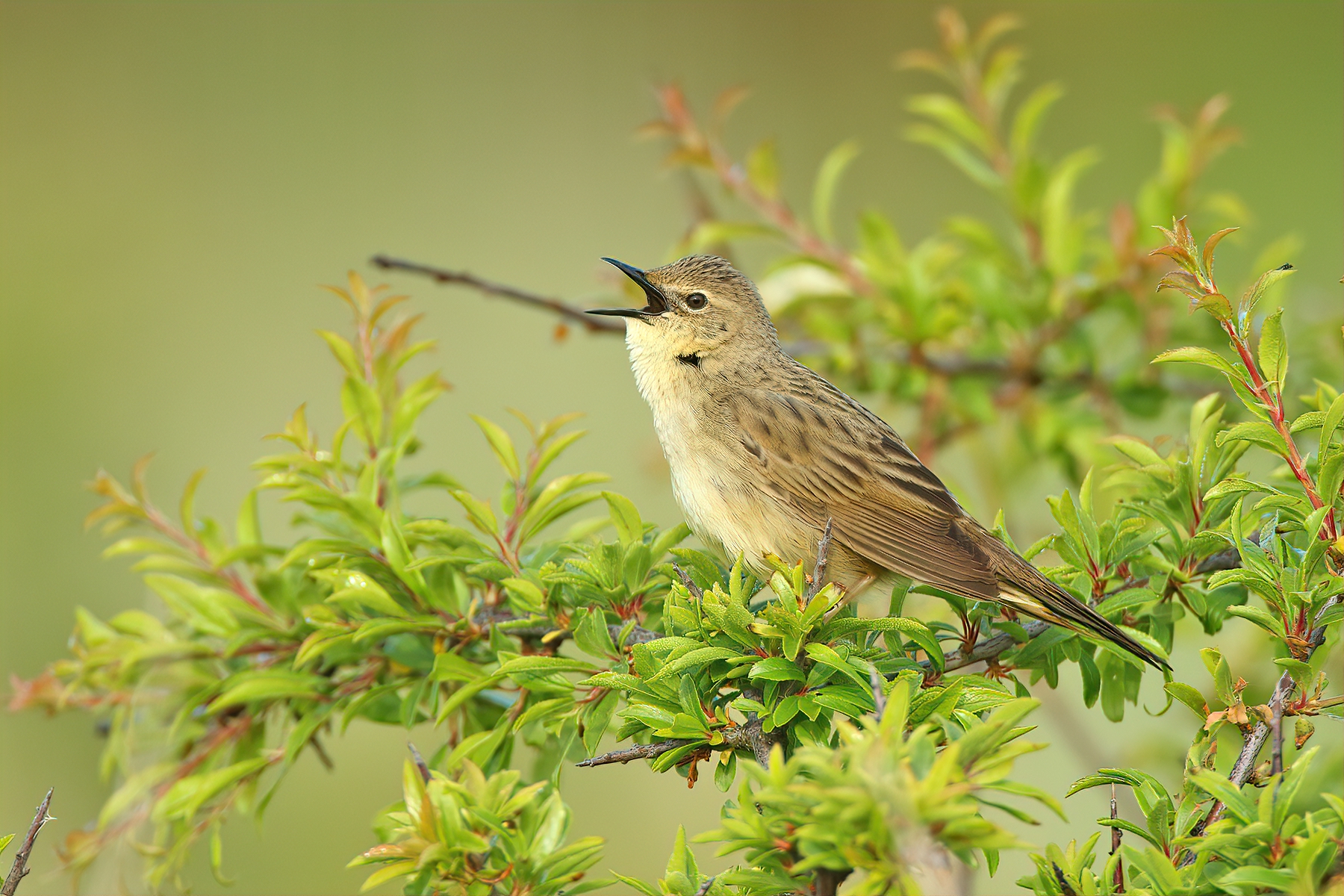 Grasshopper Warbler Tom Tams northumberland