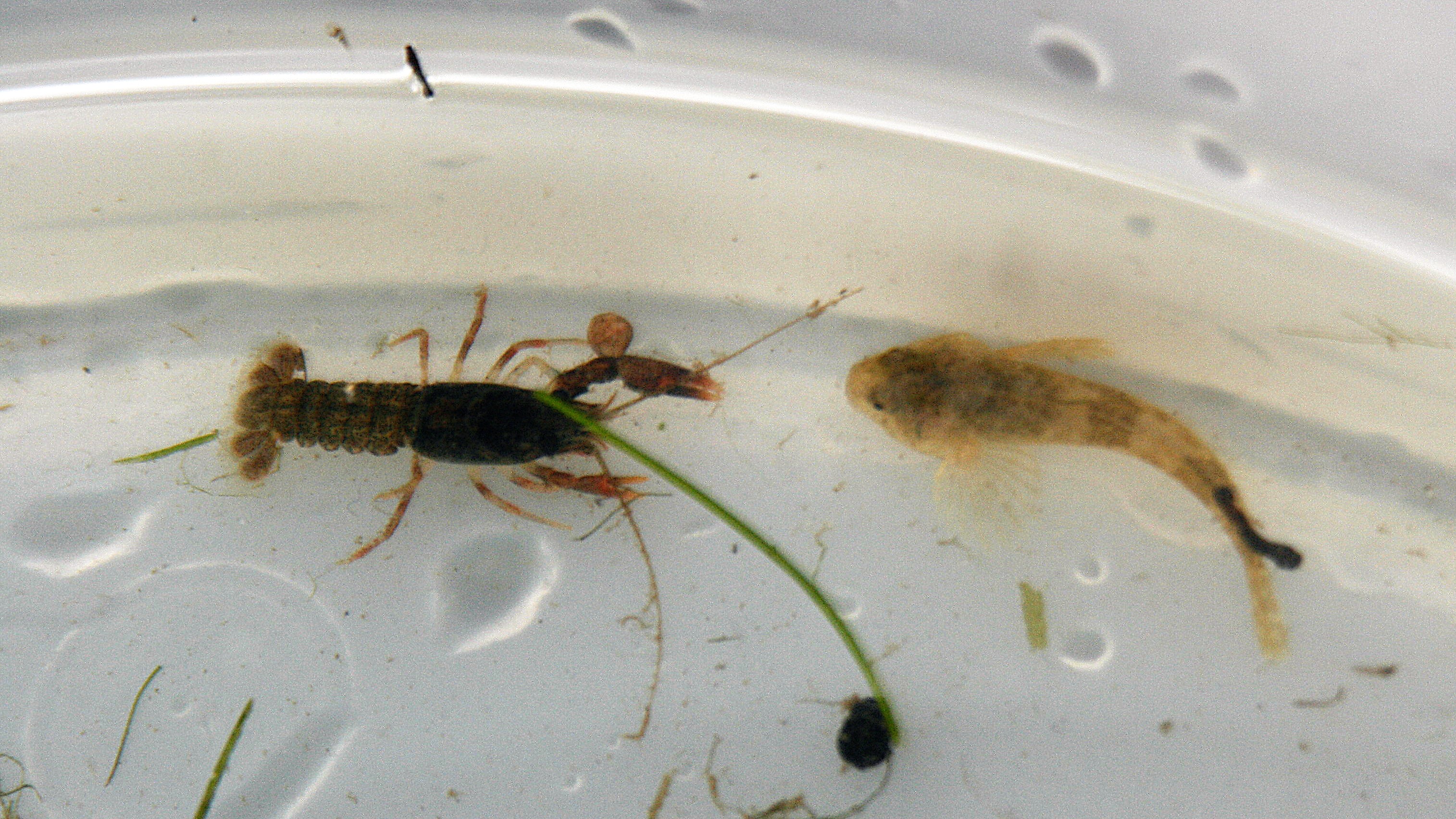 Crayfish Millers Thumb 2