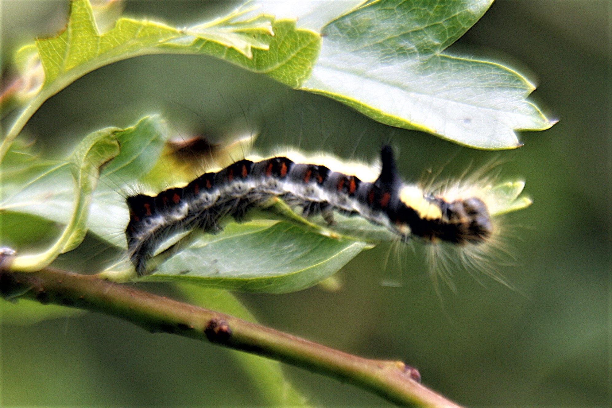 Grey Dagger moth caterpillar.jpg