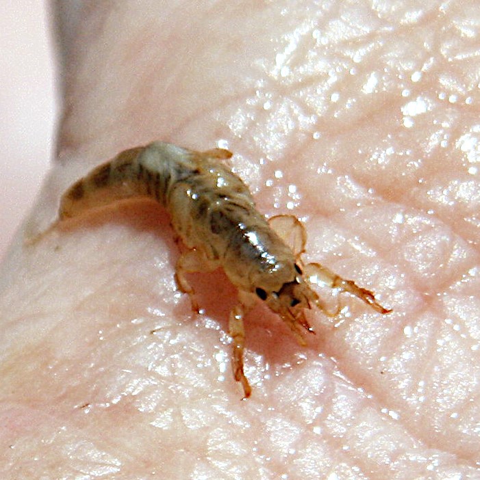 Weird creature 2.jpg